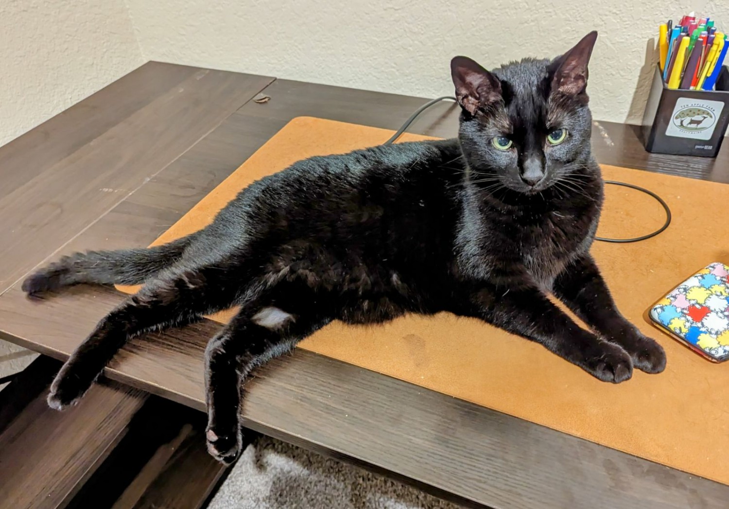 Black cat sitting on a wooden board