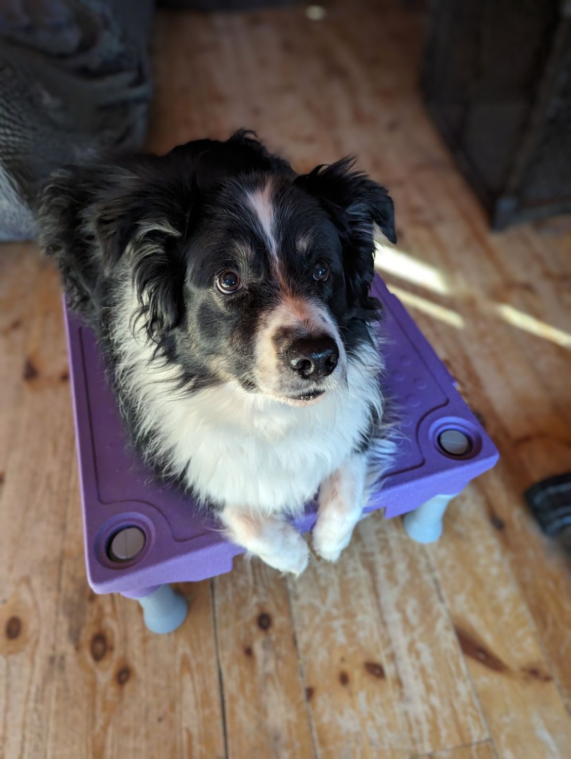 Dog sitting training board